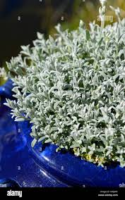 Attēlu rezultāti vaicājumam “Cerastium tomentosum leaf”