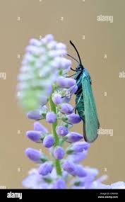 Attēlu rezultāti vaicājumam “Adscita statices”