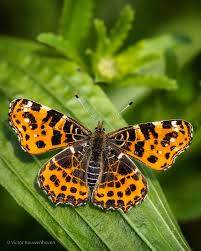 Attēlu rezultāti vaicājumam “Issoria lathonia upperside”