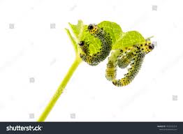 Attēlu rezultāti vaicājumam “Nematus ribesii”