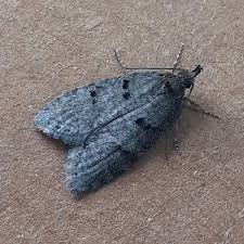 Attēlu rezultāti vaicājumam “Luquetia lobella”