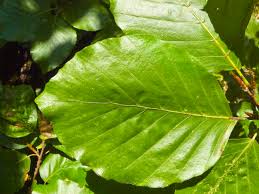 Attēlu rezultāti vaicājumam “Fagus sylvatica”