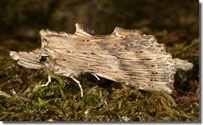 Attēlu rezultāti vaicājumam “Pterostoma palpina”