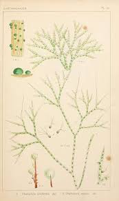 Attēlu rezultāti vaicājumam “Chaetophora pisiformis”