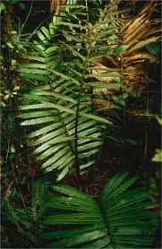 Attēlu rezultāti vaicājumam “Dianemataceae”
