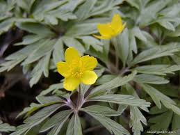 Attēlu rezultāti vaicājumam “Anemone ranunculoides leaf”