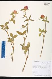 Attēlu rezultāti vaicājumam “Trifolium pratense”