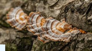 Attēlu rezultāti vaicājumam “Trametes ochracea”