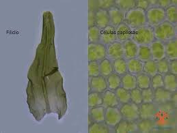 Attēlu rezultāti vaicājumam “Anomodon viticulosus”