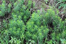 Attēlu rezultāti vaicājumam “Linaria loeselii leaf”