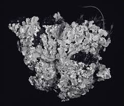 Attēlu rezultāti vaicājumam “Cetraria sepincola”