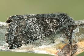 Attēlu rezultāti vaicājumam “Boudinotiana notha”