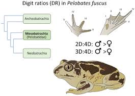 Attēlu rezultāti vaicājumam “Pelobates fuscus”