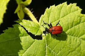 Attēlu rezultāti vaicājumam “Apoderus coryli”