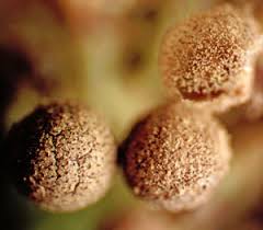 Attēlu rezultāti vaicājumam “Lycogala ustulatum sessile”