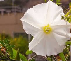Attēlu rezultāti vaicājumam “Calystegia inflata flower”