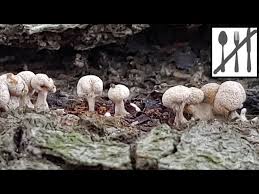 Attēlu rezultāti vaicājumam “Phleogena faginea”