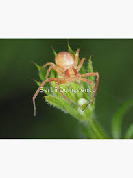 Attēlu rezultāti vaicājumam “Philodromus sp.”