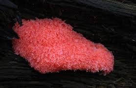 Attēlu rezultāti vaicājumam “Tubifera ferruginosa (subsp. ferruginosa) sessile”