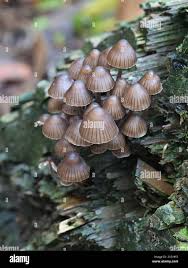 Attēlu rezultāti vaicājumam “Mycena stipata”