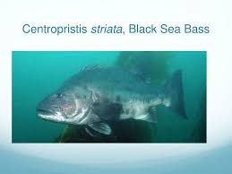 Image result for Centropristis striata