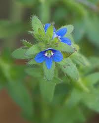 Attēlu rezultāti vaicājumam “Veronica arvensis flower”