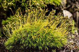 Attēlu rezultāti vaicājumam “Dicranella crispa”