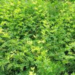 Attēlu rezultāti vaicājumam “Lathyrus niger leaf”