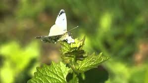 Attēlu rezultāti vaicājumam “Anthocharis cardamines underside”