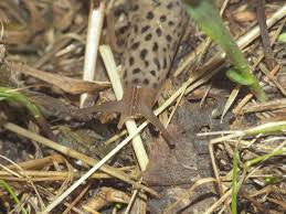 Attēlu rezultāti vaicājumam “Limax maximus”