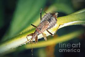 Attēlu rezultāti vaicājumam “Himacerus apterus”