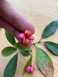 Attēlu rezultāti vaicājumam “Euonymus europaeus bud”
