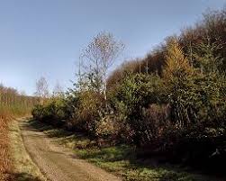 Image result for Angmering Stoolball Club