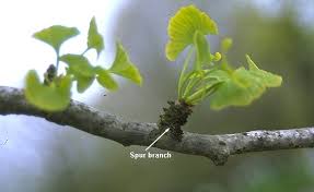 Attēlu rezultāti vaicājumam “Ginkgo biloba female flower”