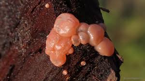 Attēlu rezultāti vaicājumam “Craterocolla cerasi”