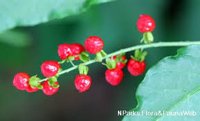 Attēlu rezultāti vaicājumam “Betula humilis fruit”
