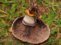 Attēlu rezultāti vaicājumam “Gomphidius glutinosus”