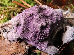 Attēlu rezultāti vaicājumam “Nectriopsis violacea”