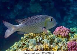 Image result for Monotaxis grandoculis