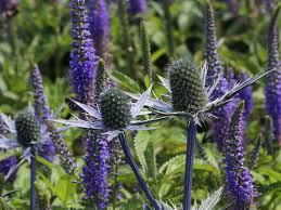 Image result for Edeldistel