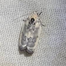 Attēlu rezultāti vaicājumam “Depressariidae”