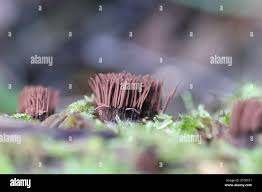 Attēlu rezultāti vaicājumam “Stemonitis flavogenita spores”