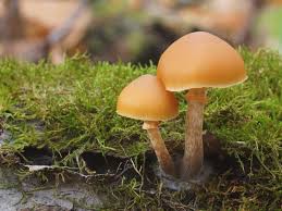 Attēlu rezultāti vaicājumam “Galerina marginata”