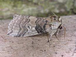 Attēlu rezultāti vaicājumam “Tethea or”