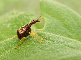 Attēlu rezultāti vaicājumam “Attelabidae”