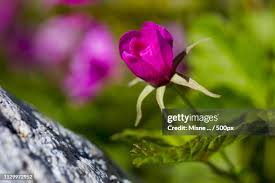 Attēlu rezultāti vaicājumam “Rubus arcticus flower”