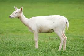 Attēlu rezultāti vaicājumam “Dama dama”