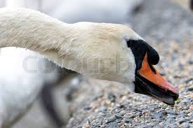 Attēlu rezultāti vaicājumam “Cygnus olor adult”