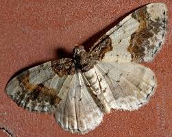 Attēlu rezultāti vaicājumam “Ligdia adustata”