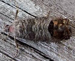 Attēlu rezultāti vaicājumam “Cydia pomonella”